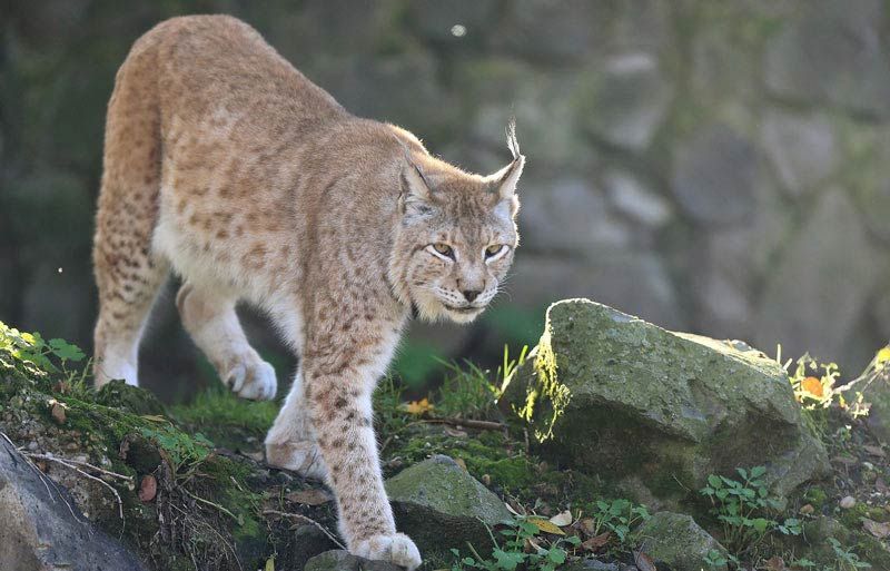 Macedonian Lynx