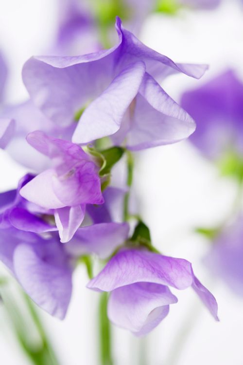 Delicate Purple Flower Arrangement FREE Stock Photo, purple, flowers, flower arrangement picture