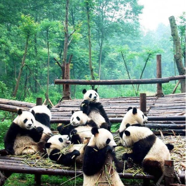 Pandas everywhere :) | Panda bear, Panda, Animals beautiful