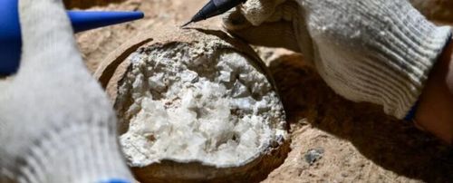 Two gloved hands investigating a large egg