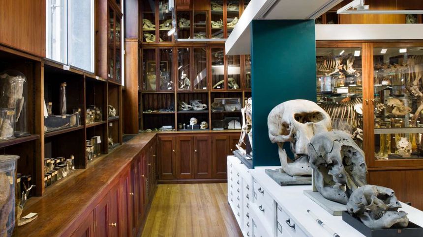 Featured exhibit at Grant Museum of Zoology