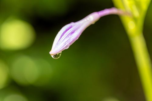 Dewdrops on Small Flower