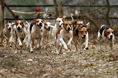Foxhounds follow a scent during a drag hunt in Meitze, northern Germany on March 20, 2010. Some 135 riders and about 100 dogs participated in the 20...