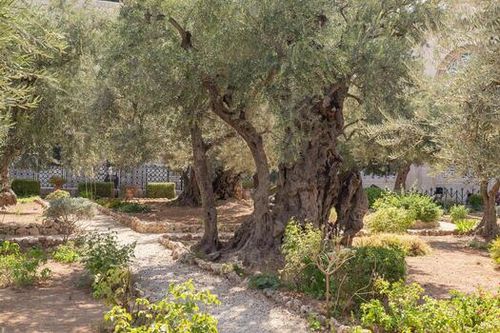 Garden of Gethsemane