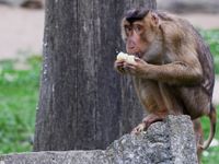 Hong Kong’s first monkey virus case – what do we know about the B virus? | Health News | Al Jazeera