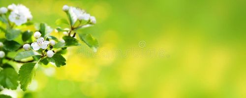 Beautiful spring nature blossom web banner or header. Blurred space for your text. Nature stock images, royalty-free photos and pictures