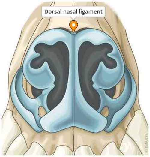 Dorsal nasal ligament - Dog - Nasal cavity - General Anatomy - vet-Anatomy