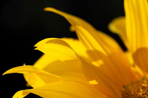 Yellow Flower Petals