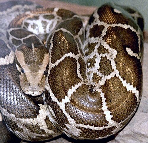 Python_molurus_molurus_2.jpg