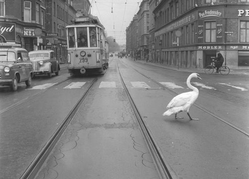 Swan walking across tram tracks in city