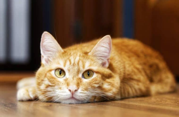 5 signes que votre chat s'ennuie – Ziggy