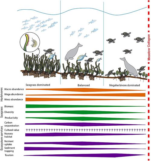 Abundance (ecology) - Wikipedia