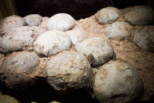 A fossilized dinosaur nest containing dinosaur eggs
