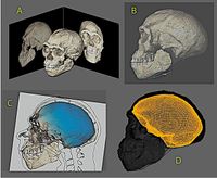 An ancient human face emerges from pieced together Moroccan fossil remains - Phys.org