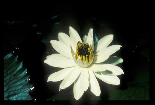 standard compressed nymphaea lotus no 115 itato senegal 22h20 19 10 1998 addjusted