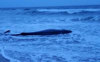 Sperm whale euthanized after stranding on beach in Nags Head – The Virginian-Pilot