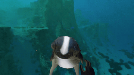 Cuddle Fish Subnautica  GIF