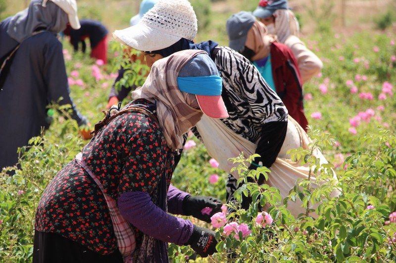موسم قطف الورود .. مناسبة سنوية تسمح بتشغيل النساء في دادس ومكونة
