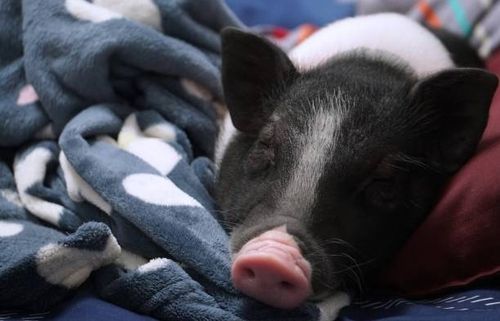 cropped view a pot-belly piglet sleeping - sleeping pig stock pictures, royalty-free photos & images