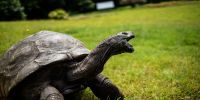 Yes, Jonathan the tortoise is still alive, and he's a Guinness icon now - USA Today
