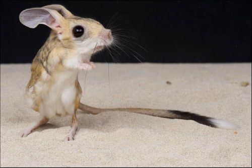 jerboa (Dipodidae) jerboa on sand