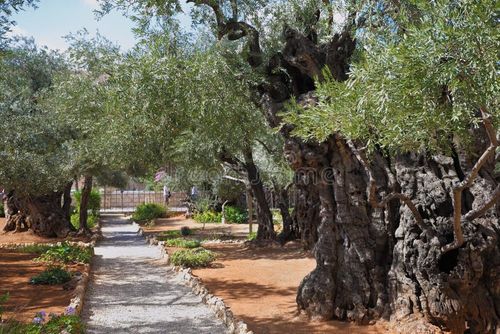 Location prayer of Jesus before his arrest in ancient Jerusalem. The path between the old olive trees in the Garden of Gethsemane. Jesus praying garden gethsemane stock images, royalty-free photos and pictures