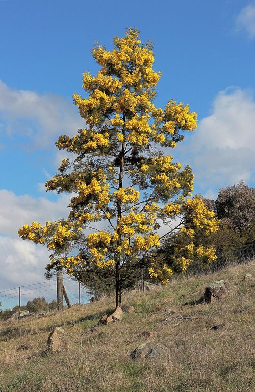 Acacia - Wikipedia