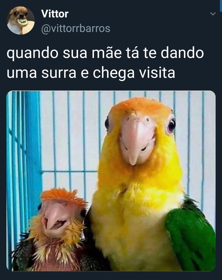 Pin de Júlia Ribeiro em Humor | Memes legais, Piadas e Memes engraçados