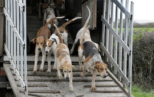 Fox hounds coming off the hound lorry at the start of a hunting day.