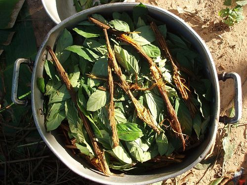 ayahuasca and chacruna cocinando