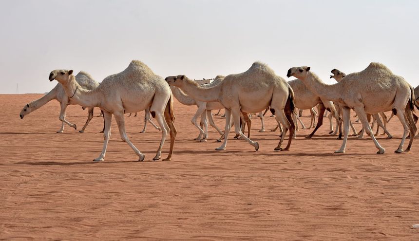 Архивска фотографија од група камили
