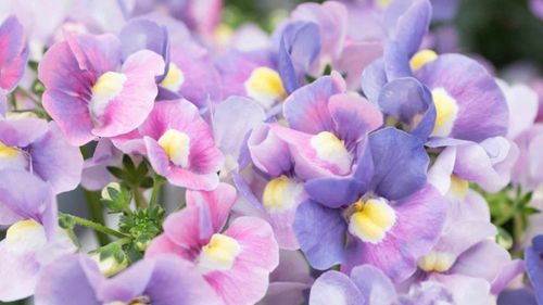 Closeup of Nemesia flowers with purple, pink, white, and yellow shades