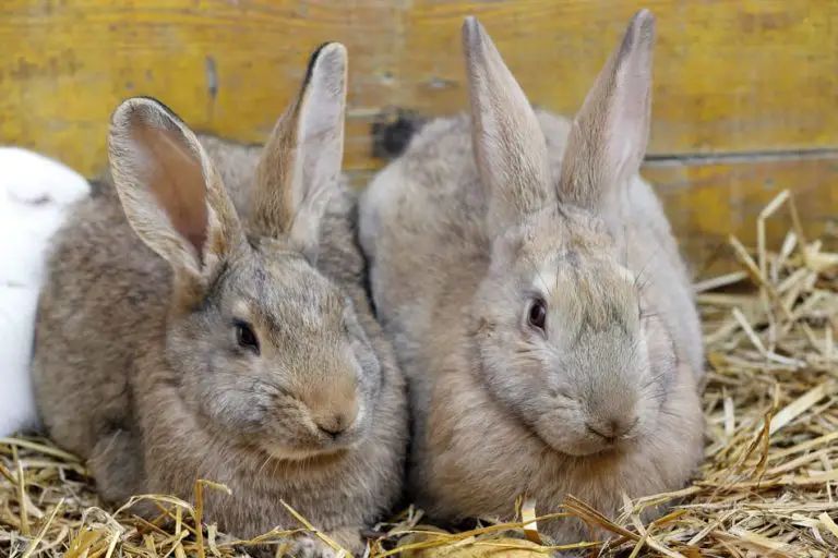 Do Rabbits Know And Recognize Their Siblings? – Rabbit Informer