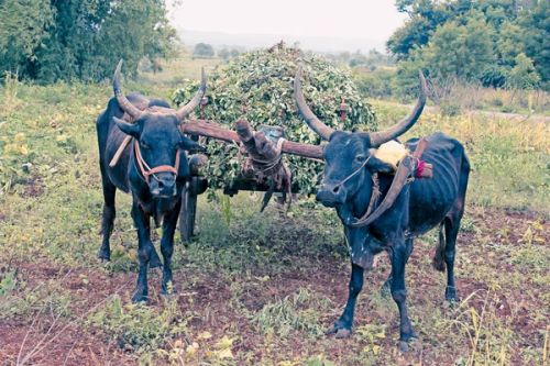 Pea nut crop loaded cart drawn by a pair of bullocks, rajgurunagar, khed, pune, maharashtra, india - Photo, Image
