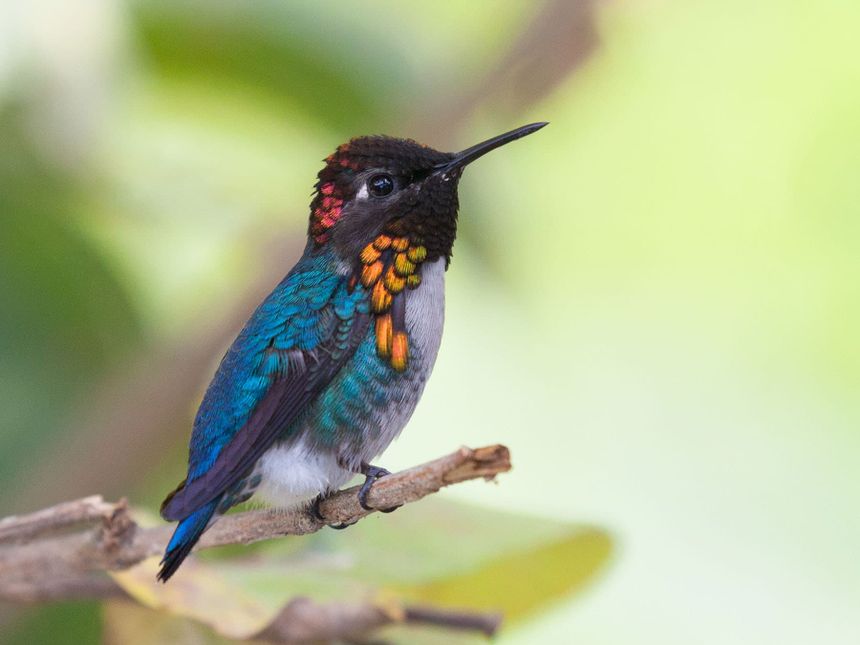 Bee+Hummingbird