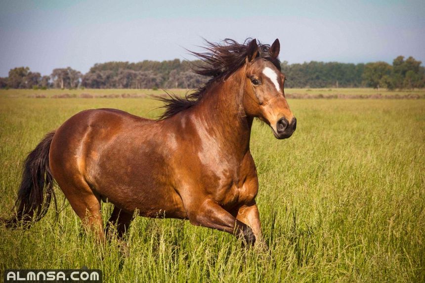 ყავისფერი ცხენი სიზმარში გათხოვილი ქალისთვის, მასზე ცხენოსნობის ოცნების ინტერპრეტაცია და მისი სახლში ნახვის მნიშვნელობა