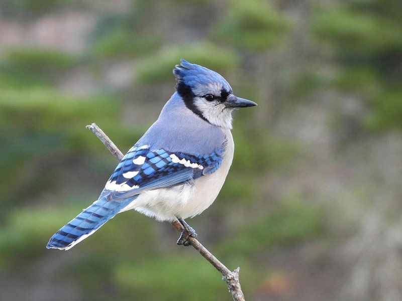 Blue Jay