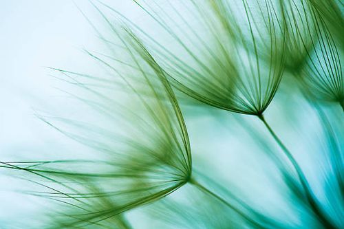 macro dandelion seed - nature stock pictures, royalty-free photos & images