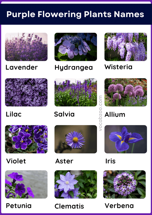 50 Purple Flowering Plants Names in English and Pictures