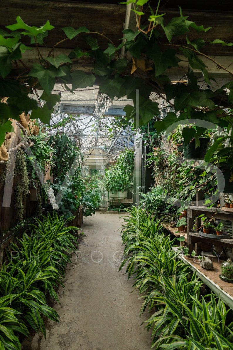 Lush Greenhouse Jungle Pathways Digital Background/Backdrop image 2