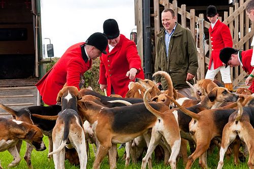 fox hunt in north devon - fox hunt around 1900 stock pictures, royalty-free photos & images