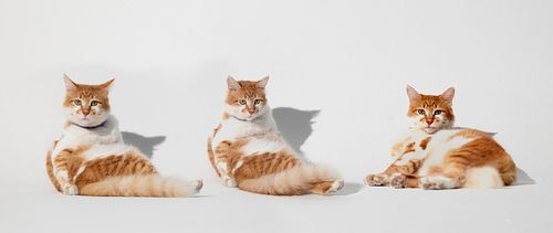 白色的漂亮猫图片下载