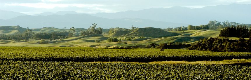 Vineyards in Marlborough
