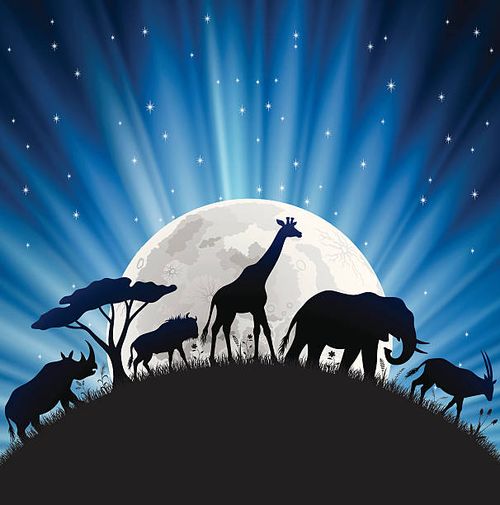 african night - gnu animal stock illustrations