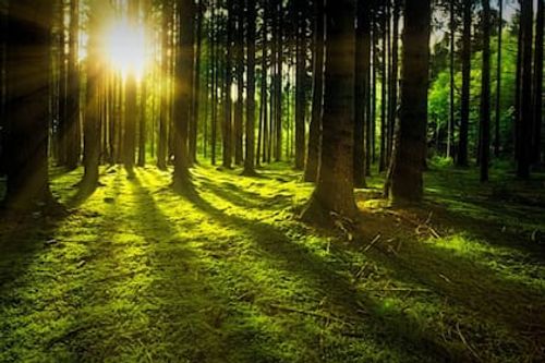 Bosque de datos: árboles que son superordenadores vivientes