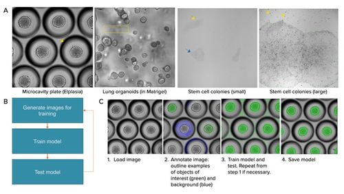 呈现了对定量分析而言具有挑战性的不同生物学模型的示例