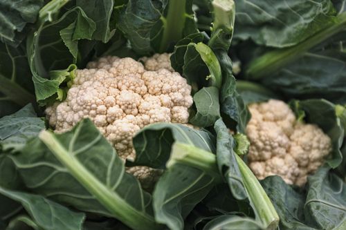 White Cauliflower