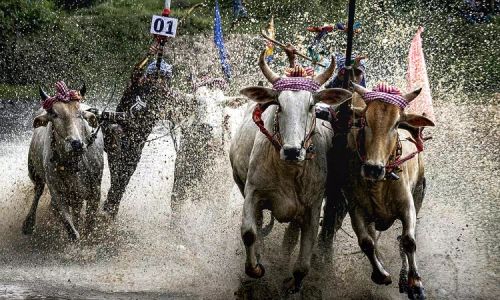 Bombay High Court Refuses To Entertain PIL Against Bullock Cart Racing In Maharashtra