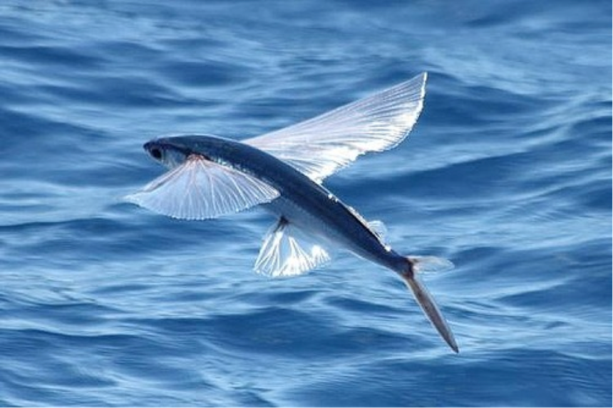 Résultat de recherche d'images pour "gif poisson exocet"