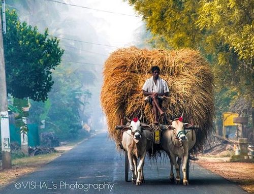 a man riding on the back of a cart pulled by two oxen down a rural road